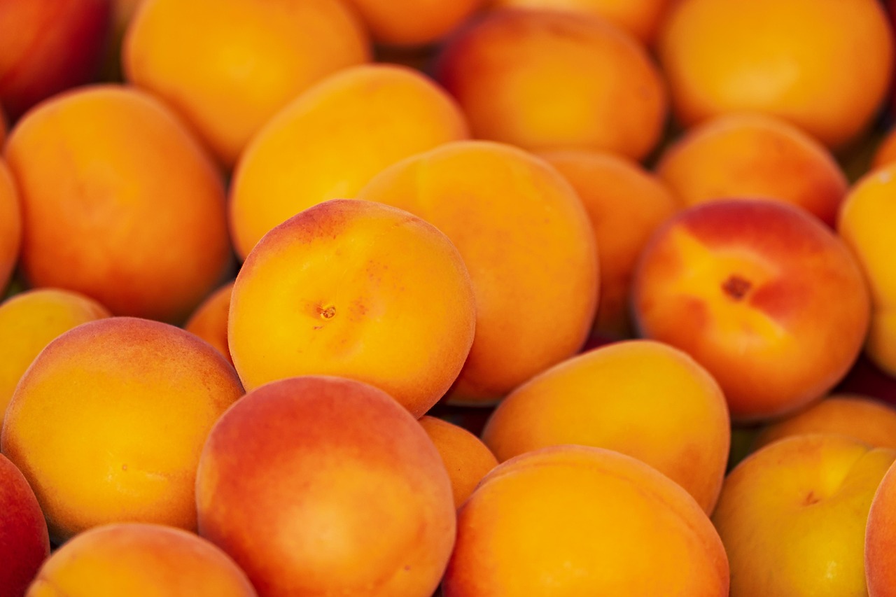 apricot fruit