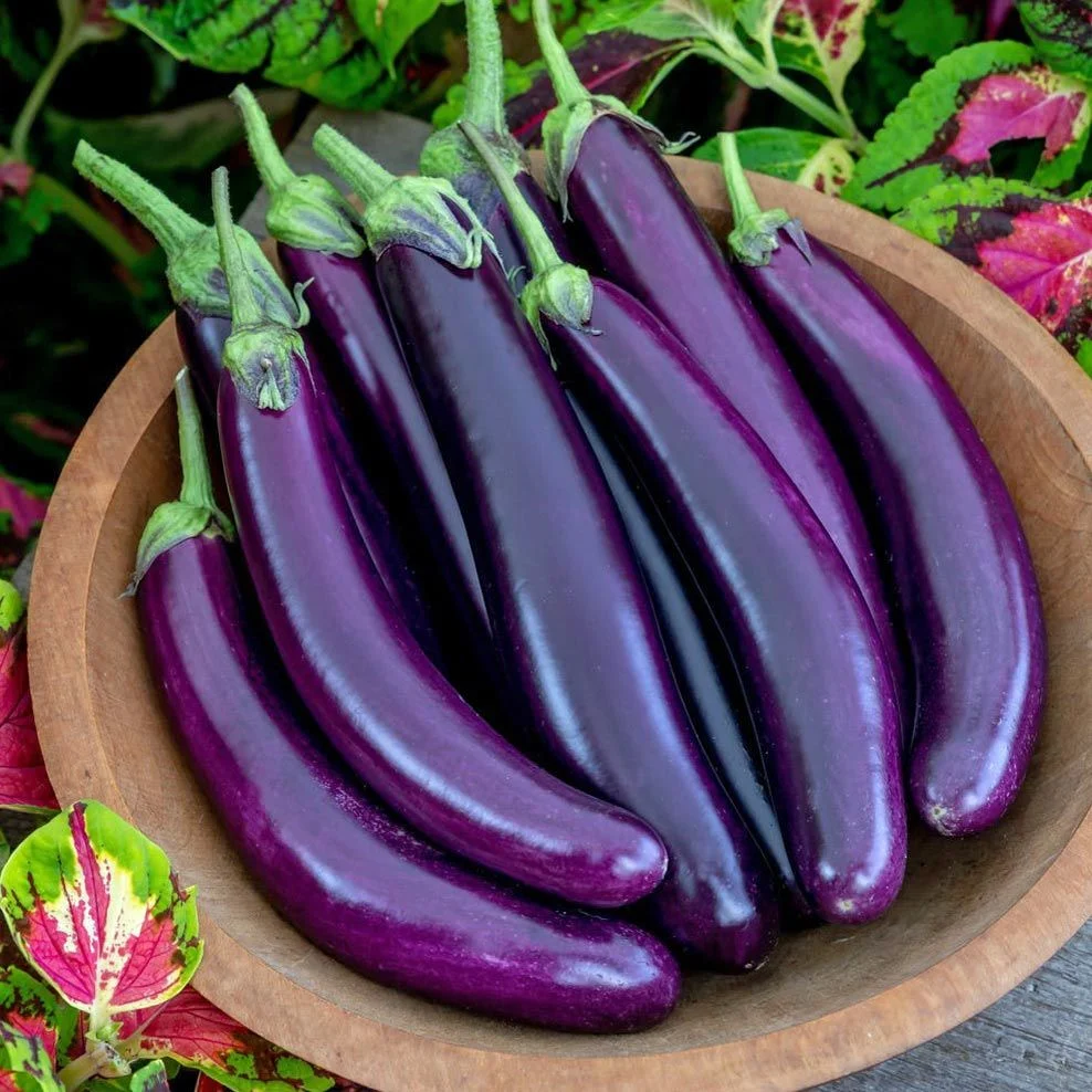 eggplant aubergine
